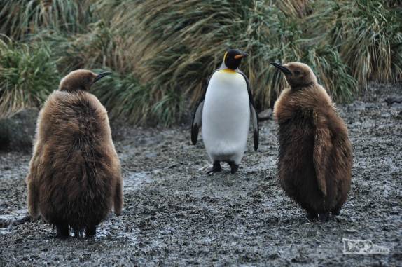 Pinguins rei, um adolescente e dois filhotes, em Salisbury Plain, na Geórgia do Sul